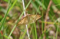 Sitochroa verticalis
