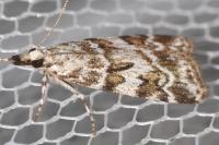 Scoparia ingratella/pyralella