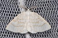 Cabera exanthemata