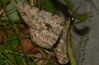 Hypomecis roboraria