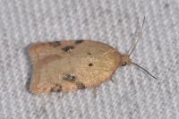 Acleris ferrugana