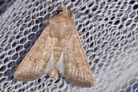 Hoplodrina ambigua