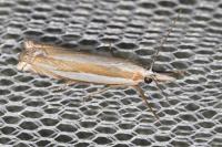 Crambus pascuella