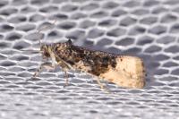 Hedya ochroleucana