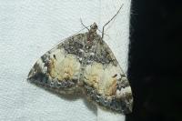 Dysstroma truncata