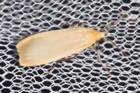 Katha depressa