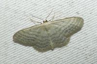 Idaea subsericeata