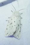 Spilosoma lubricipeda