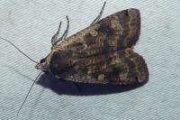 Noctua pronuba