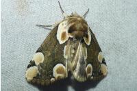 Thyatira batis