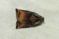 Archips podana