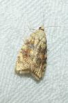 Aleimma loeflingiana
