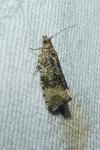 Celypha lacunana