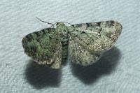 Pasiphila rectangulata
