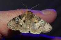 Tethea ocularis