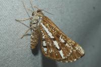 Bupalus piniaria