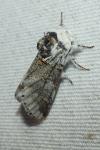 Furcula furcula