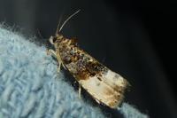 Hedya nubiferana