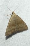 Herminia tarsicrinalis