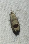 Notocelia uddmanniana