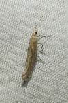 Plutella xylostella