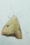 Rivula sericealis