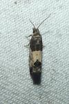 Spilonota ocellana