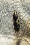 Teleiodes luculella