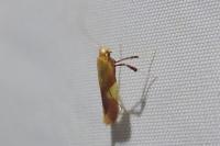 Caloptilia robustella