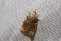 Aleimma loeflingiana