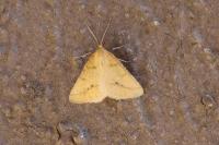 Aspitates ochrearia