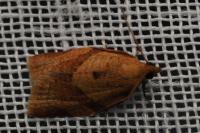 Clepsis consimilana