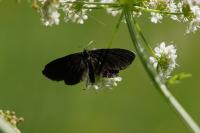 Odezia atrata