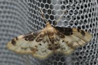 Idaea filicata