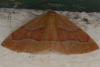 Hylaea fasciaria