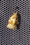 Archips xylosteana
