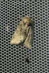 Oligia latruncula/strigilis/versicolor