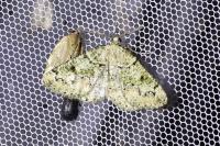 Cleorodes lichenaria