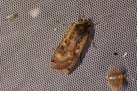Noctua pronuba