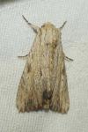 Apamea lithoxylaea