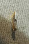 Argyresthia spinosella