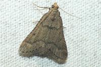 Bostra obsoletalis