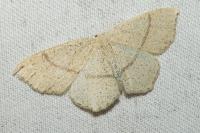 Cyclophora punctaria