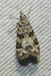 Eudonia delunella