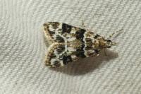 Eudonia delunella