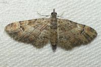 Gymnoscelis rufifasciata