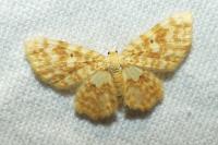 Hydrelia flammeolaria