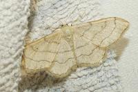 Idaea aversata