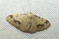 Idaea trigeminata