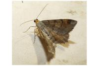 Macaria liturata